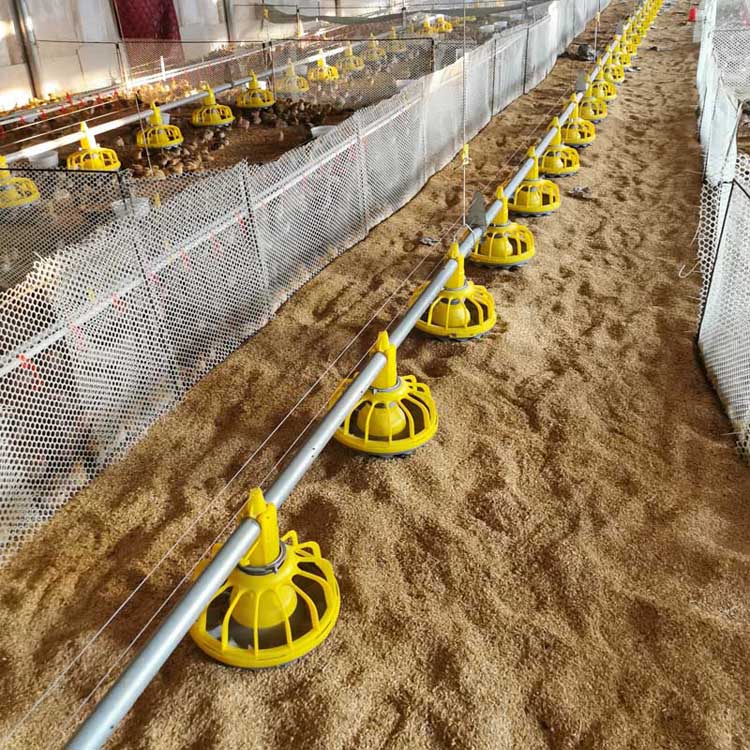 Automatic Feeding Line For Poultry